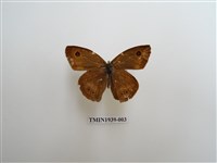 藏品(白漪波眼蝶)的圖片